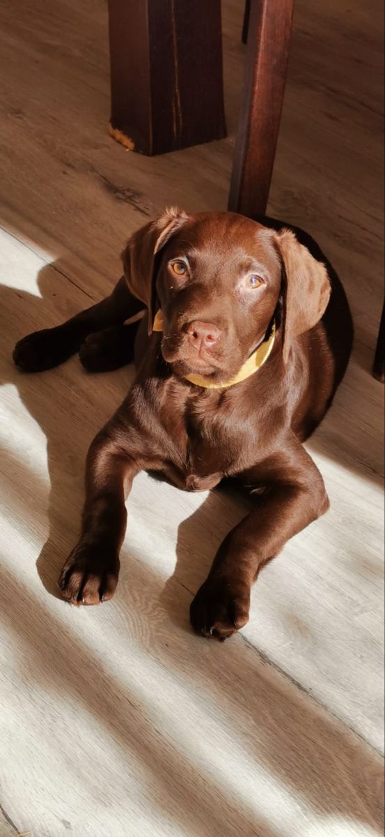 a brown dog laying on top of a wooden floor