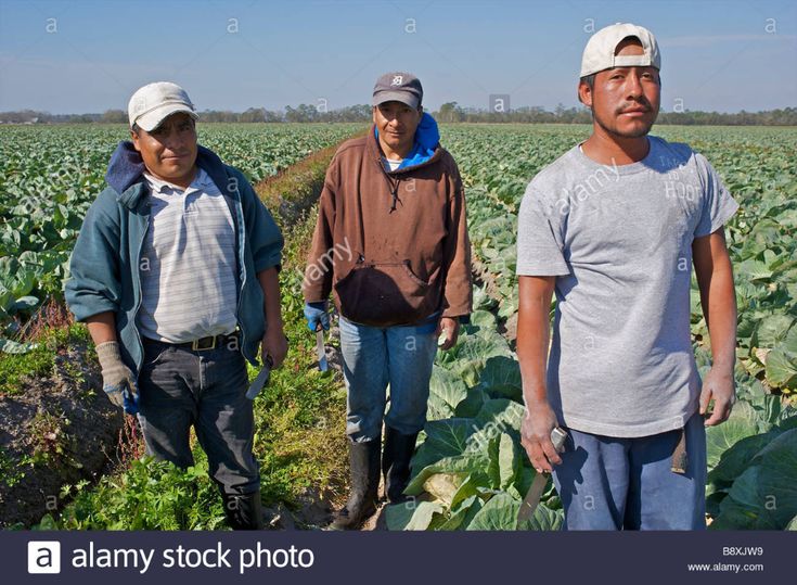 three men are standing in the middle of a large field with green cabbages on it