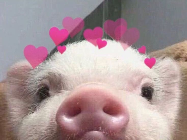 a pig with hearts on it's head in front of a mirror