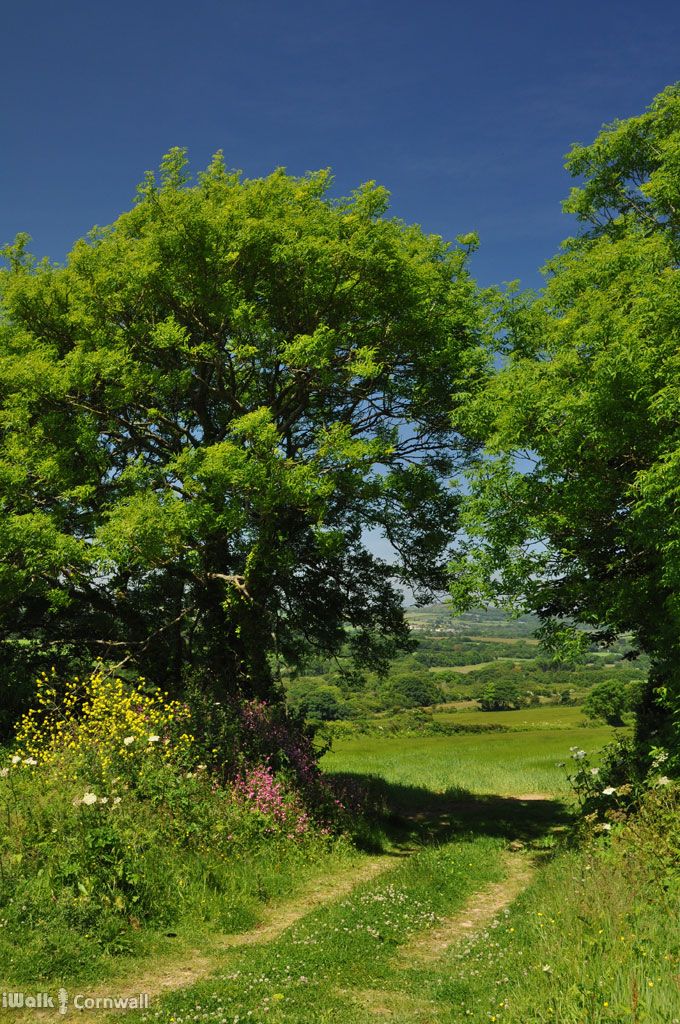 a dirt road surrounded by green trees and wildflowers on a sunny day in the countryside