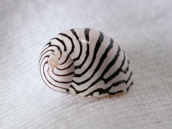 a snail with black and white stripes on its shell is sitting on a white surface