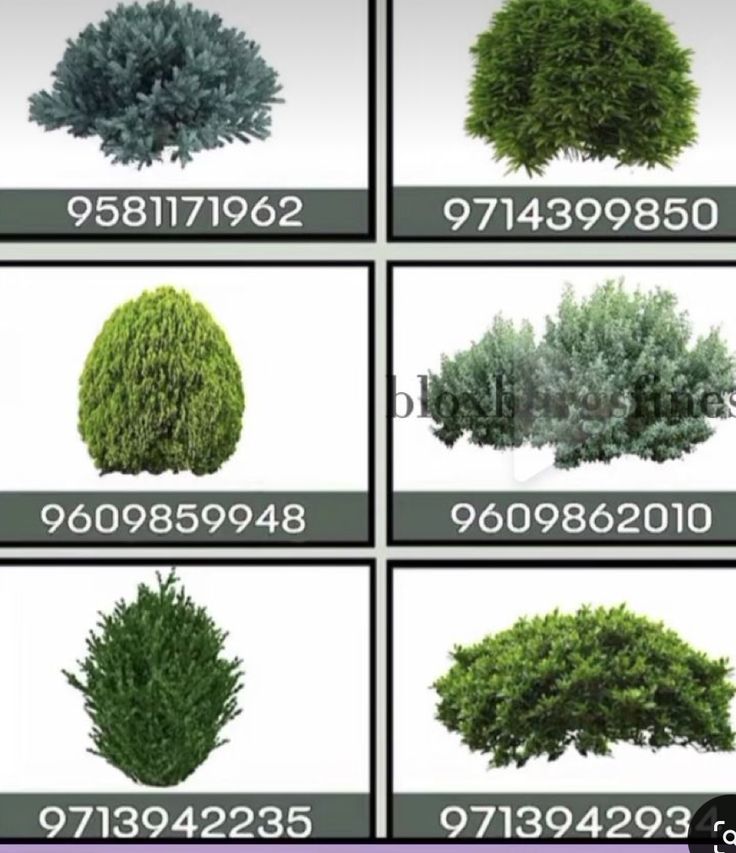 various types of trees and shrubs for landscaping