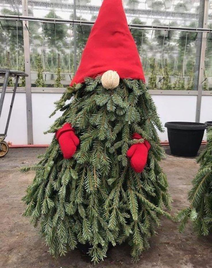 two christmas trees with red mittens and a gnome's hat on them in a greenhouse