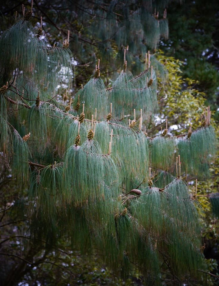 pine cones hanging from the branches of a tree