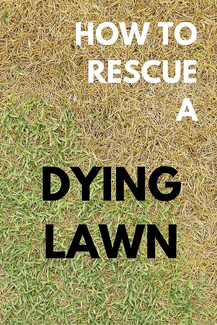 a lawn with the words how to rescue a dying lawn written in black on it