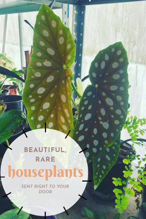 two houseplants in pots with the text beautiful rare houseplants sent right to your door