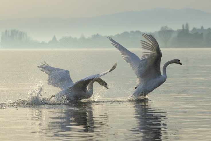 Swan Taking Flight, Swan Photography, Bird Flying, Water Birds, Water Nature, Animal References, Foto Art, Bird Pictures, Swan Lake