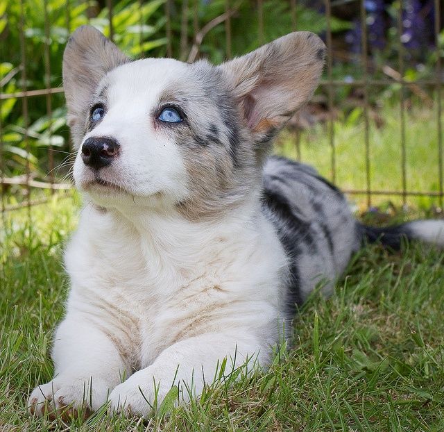 a puppy with blue eyes laying on the grass in front of a fence and looking up