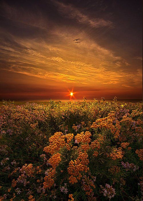 the sun is setting over a field full of wildflowers