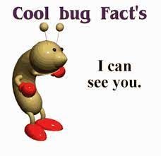 an image of a bug saying cool bug fact's i can see you