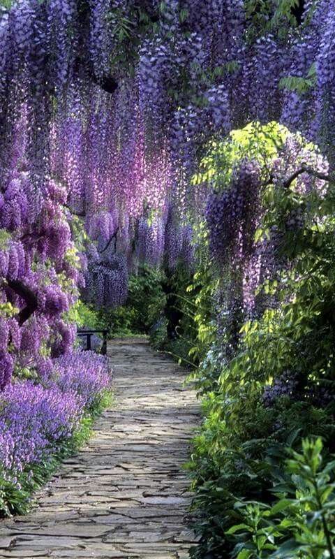 a pathway lined with lots of purple flowers