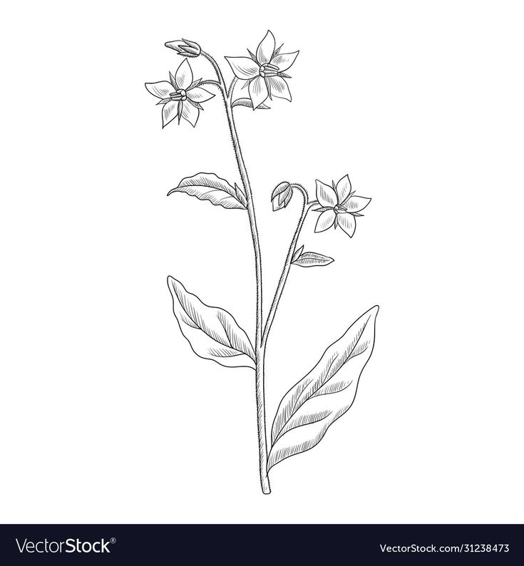 a flower with leaves on a white background