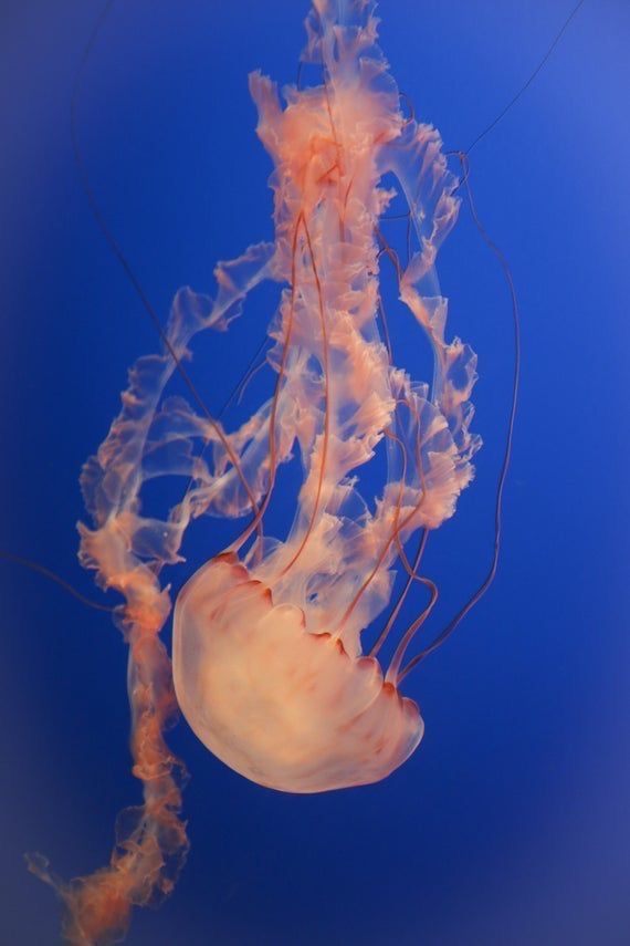 an orange jellyfish floating in the water