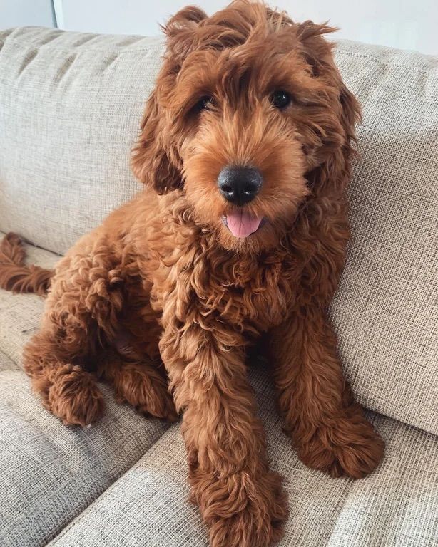 a brown dog sitting on top of a couch