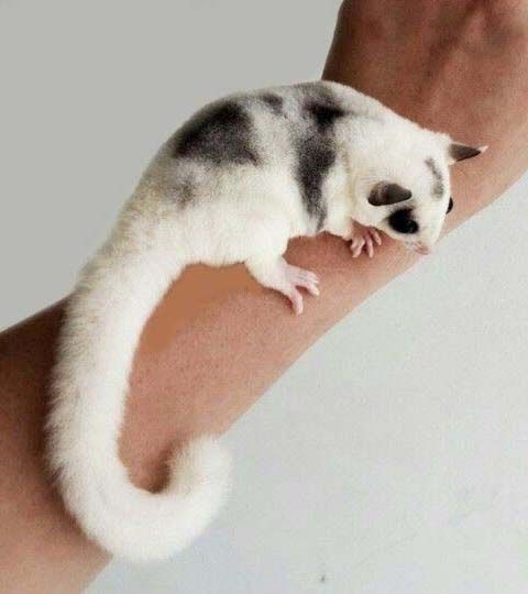 a hand holding a small white and black animal on it's arm with a silver bracelet