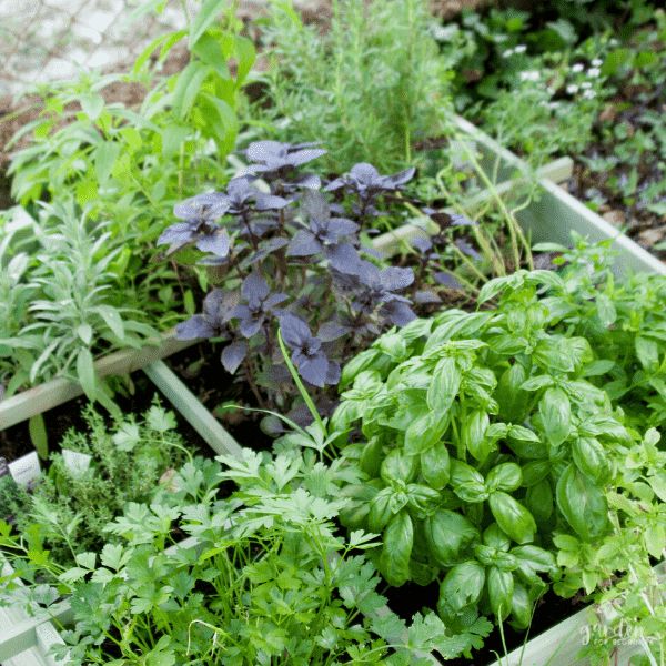 a garden filled with lots of green plants