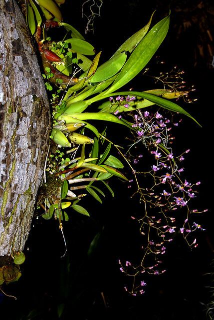 a tree with purple flowers growing on it's bark and branches in the dark