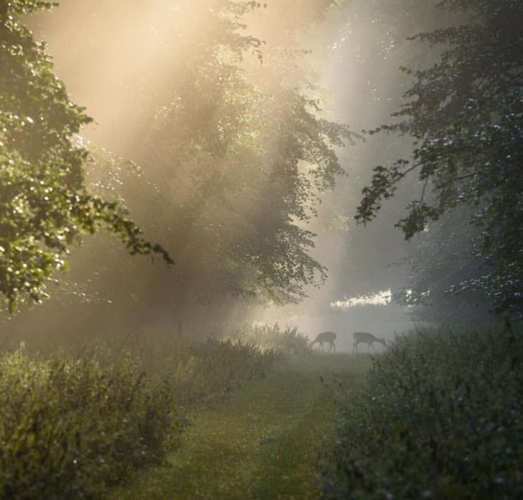 the sun is shining through the trees and fog in the forest with animals walking on the grass