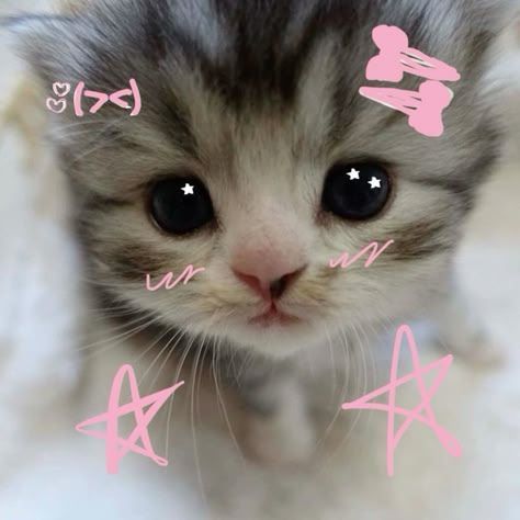 a small kitten with pink stars on it's forehead