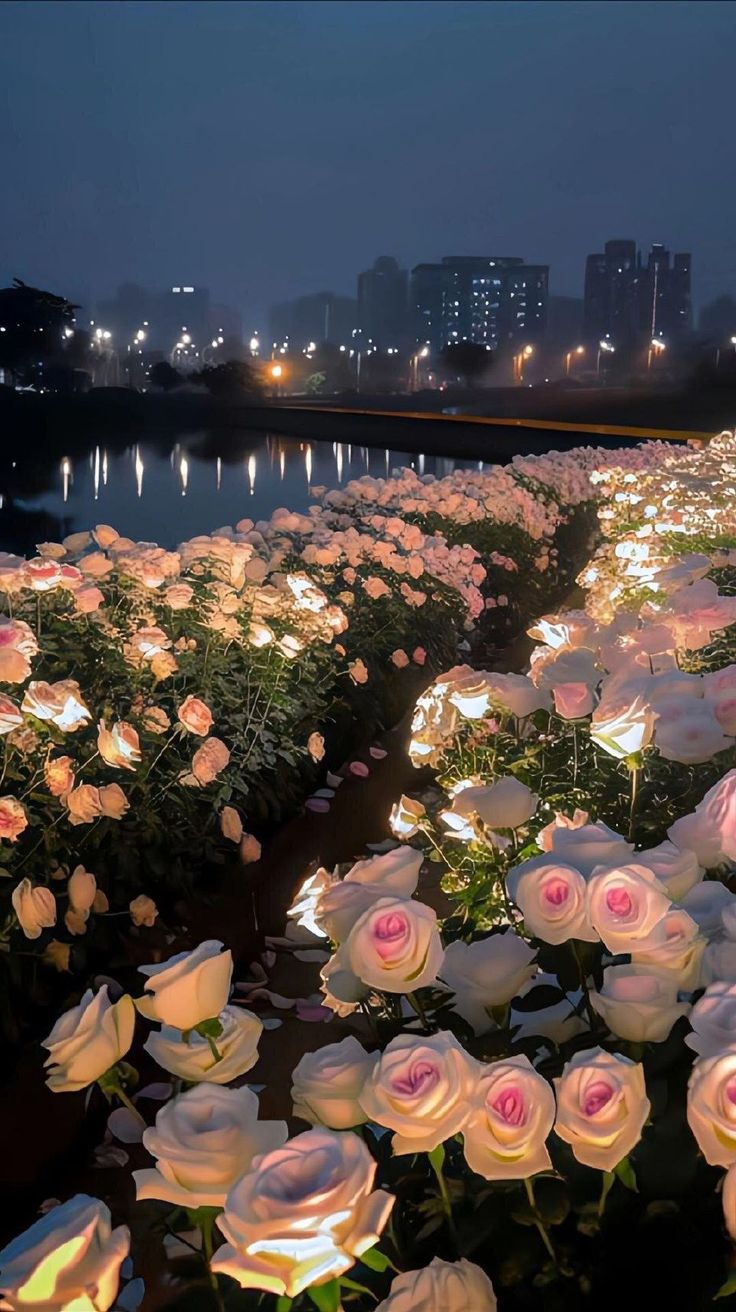 rows of white roses lit up in the night with city lights behind them and reflecting on water