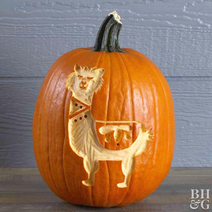 a carved pumpkin with a dog and cat on it