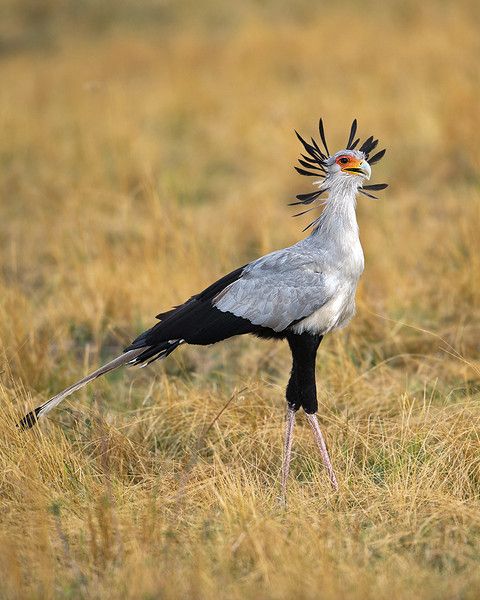 a white and black bird standing on top of a dry grass field