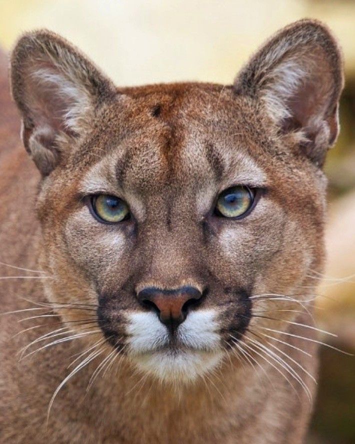 a close up of a mountain lion with blue eyes