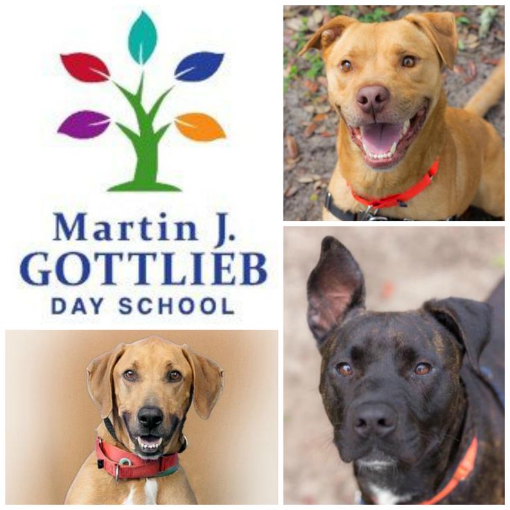 three different pictures of dogs and trees with the words martin j gottleb day school