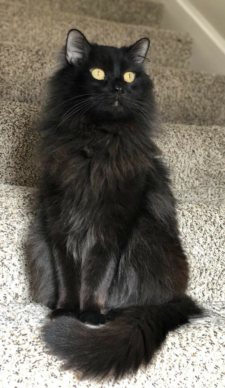 a long haired black cat sitting on the stairs