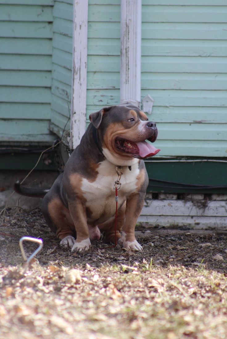 a brown and white dog sitting on the ground next to a blue house with it's tongue hanging out