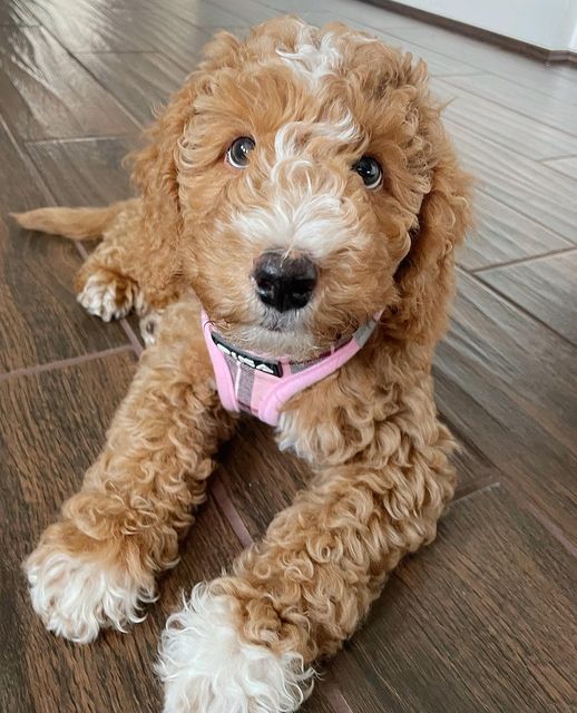 a brown dog sitting on top of a wooden floor