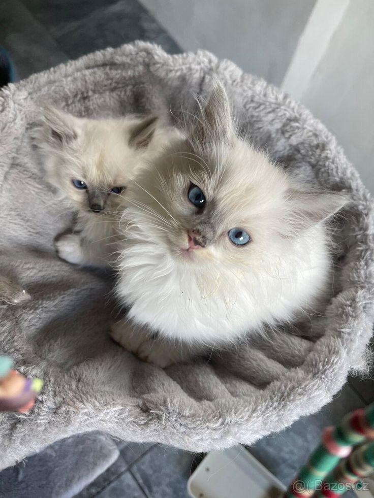 two kittens are sitting in a cat bed