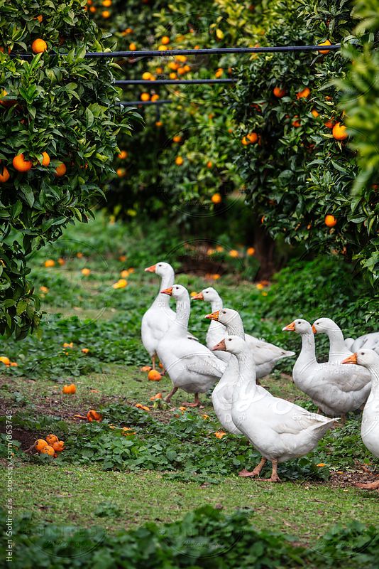 a group of white ducks standing in the grass near an orange tree filled with ripe oranges