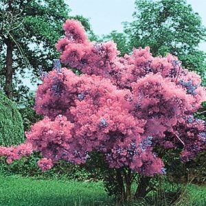 a pink tree in the middle of a park