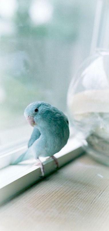 a small blue bird sitting on top of a window sill