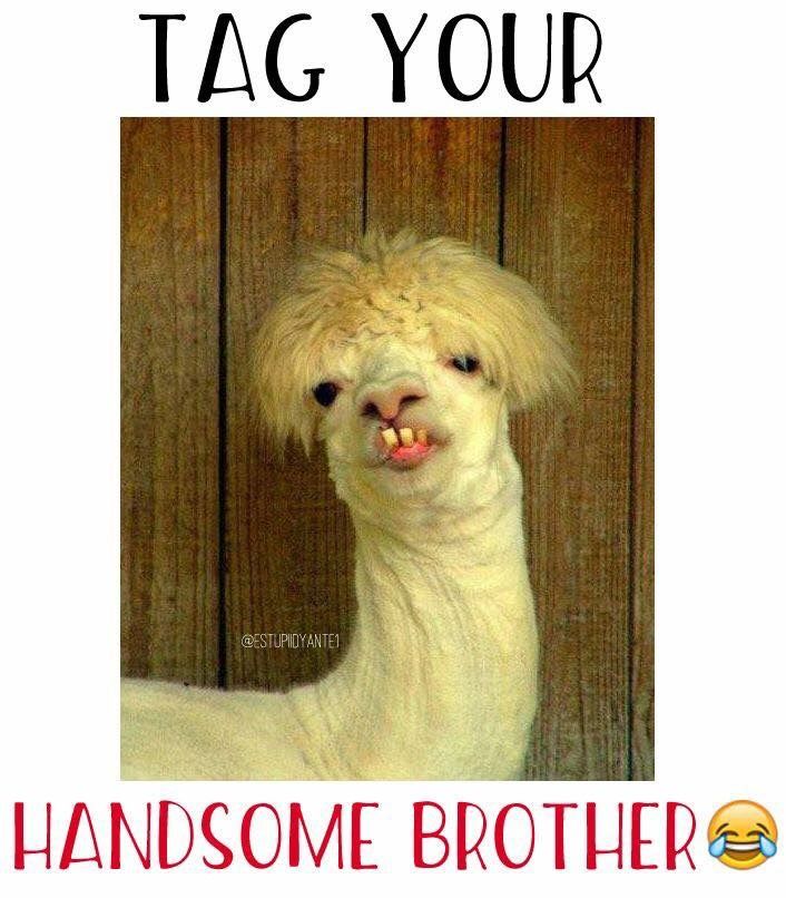 an alpaca with the caption tag your handsome brother