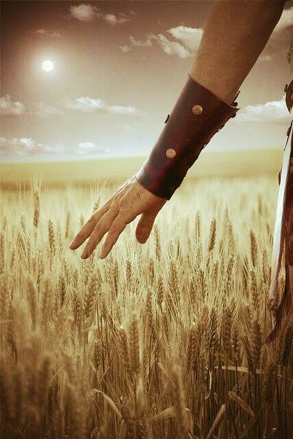 a person's arm and hand in a wheat field with the sun behind them