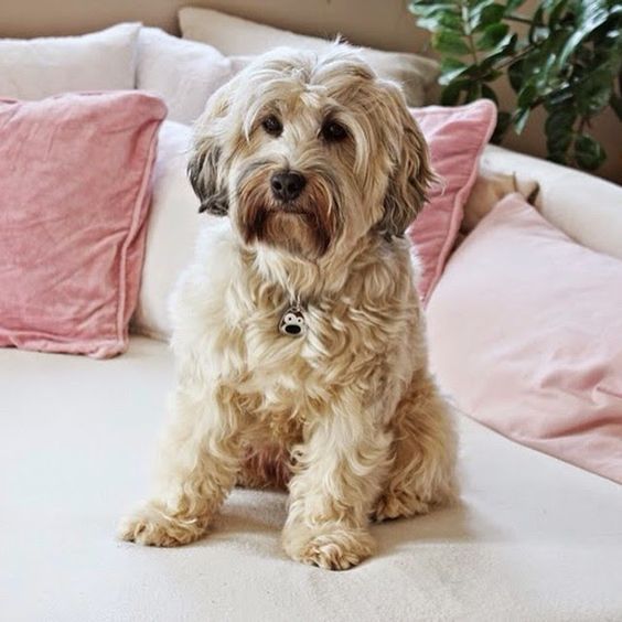 a dog sitting on top of a bed next to pillows