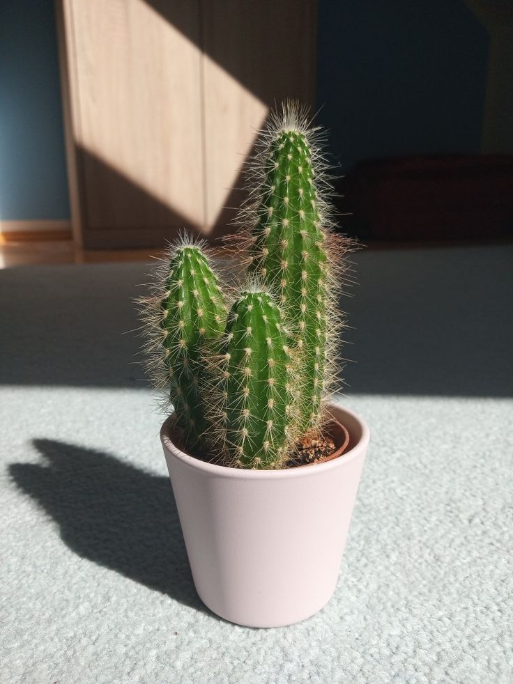 a small cactus in a pink pot on the floor