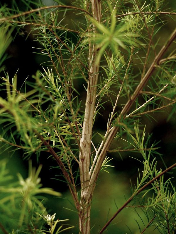 a close up of a tree branch with small green leaves on it's branches