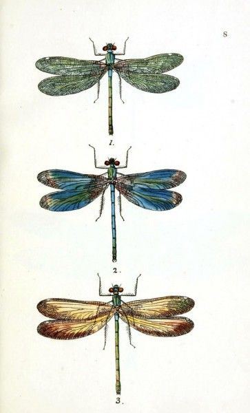 three dragonflies sitting on top of each other