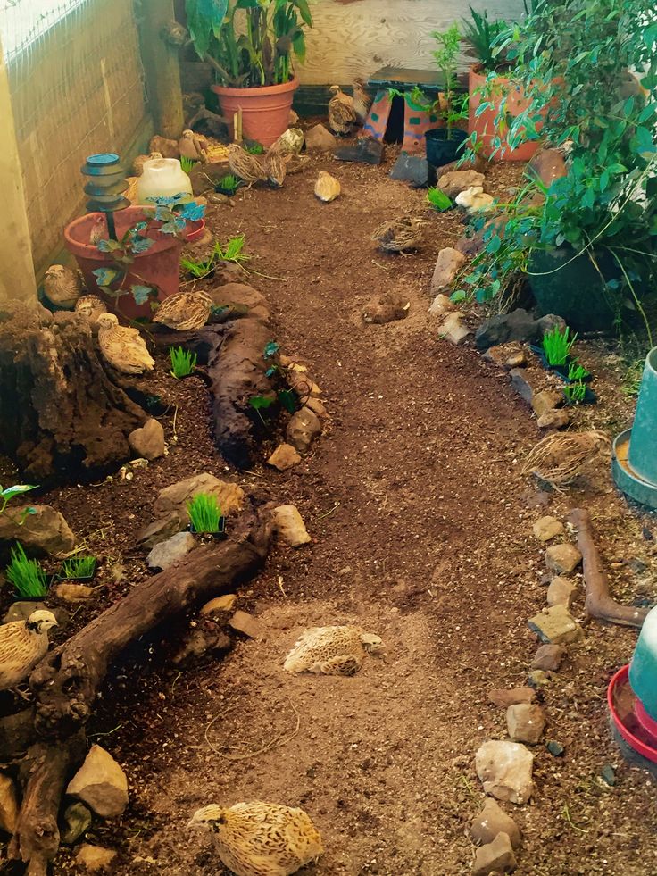 a dirt path in the middle of a garden filled with potted plants and rocks