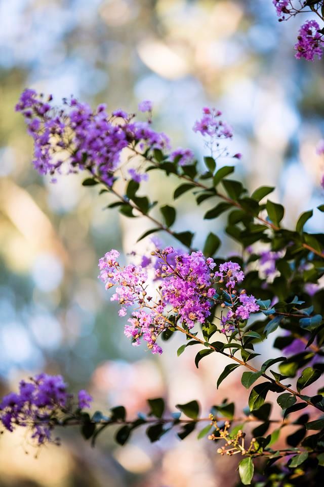 purple flowers are blooming in the sunlight