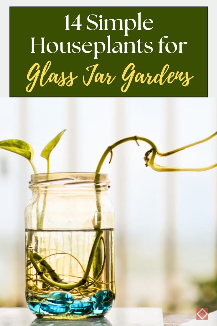 Want to grow houseplants with minimal effort? These 14 low-maintenance houseplants are perfect for glass jar gardening and will thrive with little care. Ideal for small spaces or stylish displays, these plants bring life and greenery to your home effortlessly. Click to explore the best low-maintenance houseplants for glass jars and save this pin to get started on your indoor garden today! Plants In Glass Jars, Dracaena Sanderiana, Small Trellis, Plant In Glass, Hanging Jars, Evergreen Vines, Hedera Helix, Chinese Evergreen, Low Light Plants