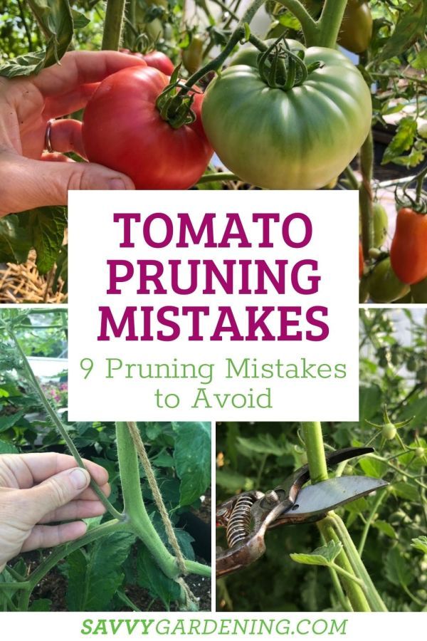 tomato plants with text overlay that says tomato pruning mistakes 9 priming mistakes to avoid