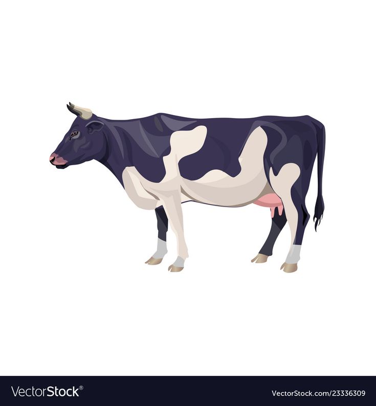 a black and white cow standing on a white background