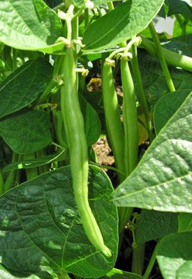 green beans are growing on the plant in the garden