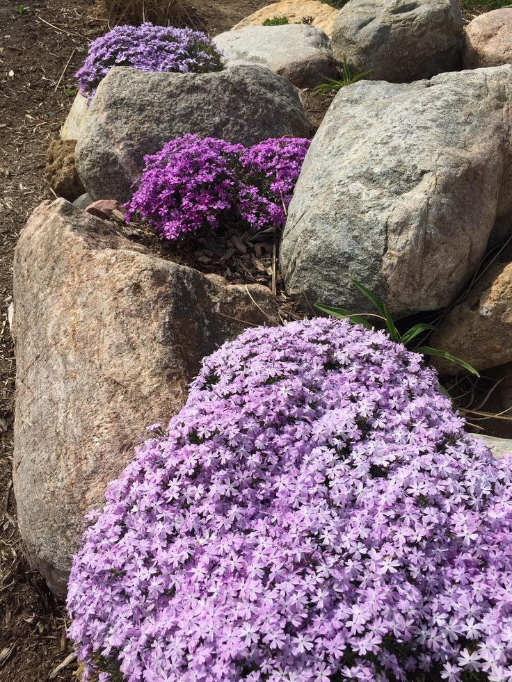 purple flowers are growing between large rocks