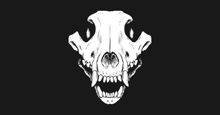 an animal skull with large teeth on a black background