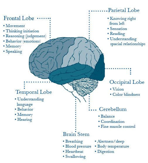 the human brain is labeled in blue and white, with different parts labelled on it